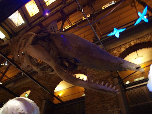 Un cachalot géant de 12 millions d’années… | Réseau-Cétacés